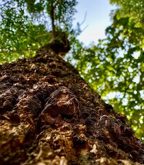 Obraz premium Tree bark image showing tall trunk. Tree bark background showing top of trunk. Tree background image.