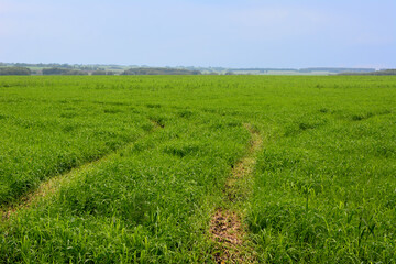 a green field of crops with a trail leading to the horizon
