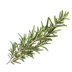Fototapeta premium Fresh Sprig of Rosemary Isolated on Black Background