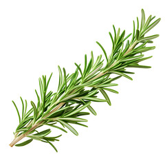 Fototapeta premium Fresh Green Sprig of Rosemary Herb