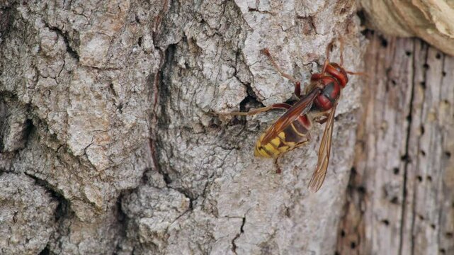 European hornet (Vespa crabro) feeding trophallaxis