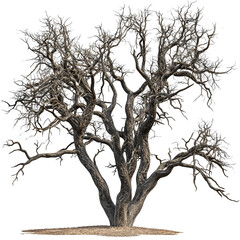 Fototapeta premium Ancient Twisted Tree Bare Branches Isolated Black