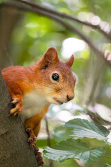 Squirrel in the autumn park..