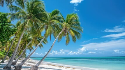Fototapeta premium Palm trees swaying over a Caribbean beach in Cuba, ample space for copy in the sky