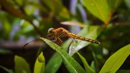 This photo was taken using a Sony camera, this yellow dragonfly perched on a red leaf tree