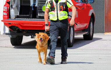 search and rescue dog on a leash walking with its handler during an ongoing search for missing...