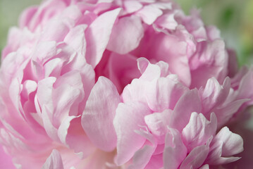 Close up of pink peony, pink flower petals as a background for design