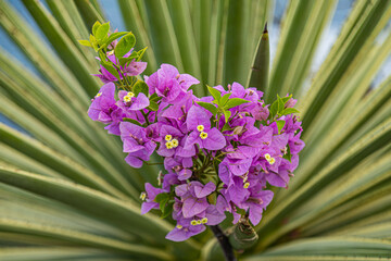 Fogo Villa, Volcano Island, Cabo verde, fogo and Brava