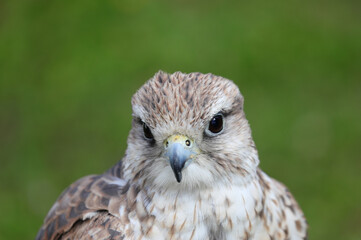 bird of prey saker FALCON while it scans with a careful eye its territory and the green background