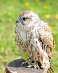 Saker FALCON while waiting for instructions from its falconer trainer ON THE PERCH