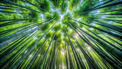 Obraz premium Immersive bamboo forest with symmetrical composition worm's eye view