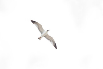 Seagulls flying in abstract and creative version