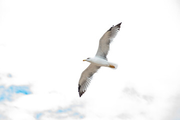 Naklejka premium Seagulls flying in abstract and creative version
