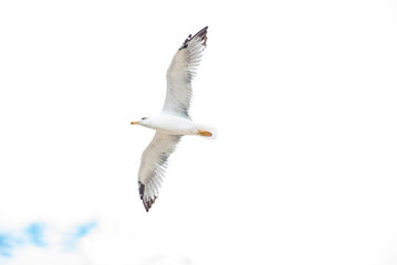 Seagulls flying in abstract and creative version