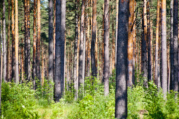 Fototapeta premium pine forest on a sunny day close up