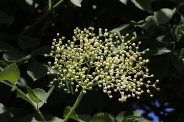 Fleur de Sureau, éclosion, Sambucus nigra