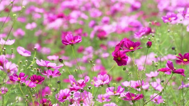 秋の風に揺れるコスモスの花