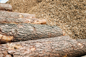 a mountain of logs close-up in the background a mountain of wood chips