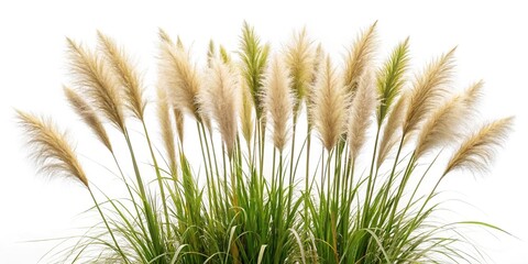Obraz premium Isolated ornamental grass on white background, Wide-Angle shot