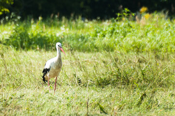 Obraz premium white stork on a green meadow in summer