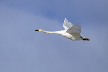 A beautiful white swan flying on  the sky. Whooper swan or common swan (Cygnus cygnus).