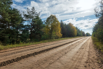 A dirt road on a sunny autumn day goes into the distance. Around the roadside there are trees with yellow and green leaves and needles. Background. Landscape.