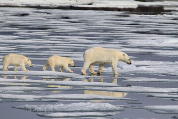 polar bear on the ice © Sandra