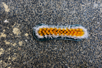 caterpillar on a leaf