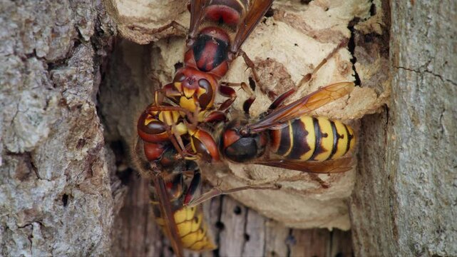 European hornet (Vespa crabro) feeding trophallaxis