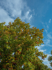 Prächtige Baumkrone einer amerikanischen Roteiche im Herbstlaub