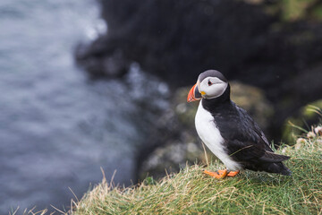 Oiseau macareux sur l'île de Staffa en Écosse (puffin)