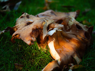 Large fungi mushroom growing wild in British countryside 