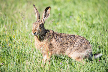 a hare walking around in the grass, wild rabbits
