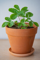 Vibrant young strawberry plant is thriving in a terracotta pot, capturing the essence of growth and the promise of delicious fruit