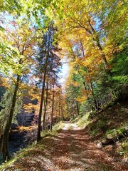 Fototapeta premium Fall landscape in forest, mountain road covered with leaves