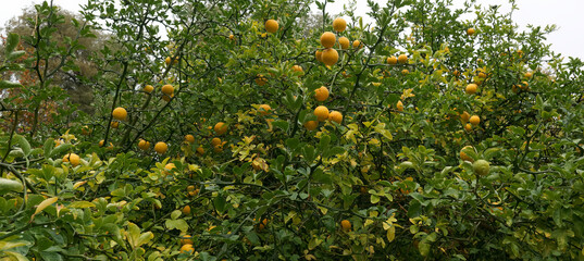 lemons, tree, autumn, fruits, yellow, leaves, branches, nature,