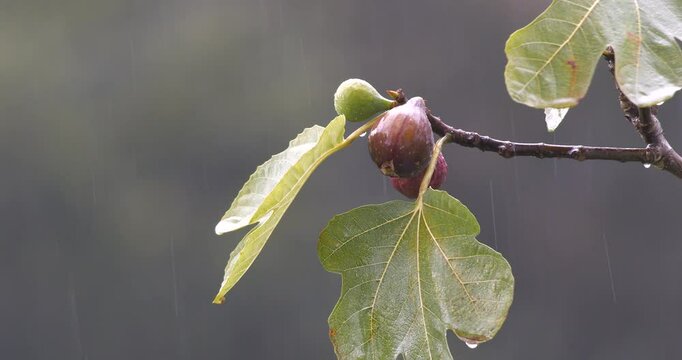 Close-up footage of fig tree and fig fruit in rainy weather.