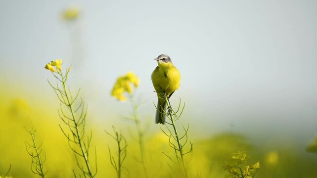Yellow wagtail bird in rape field ( Motacilla flava )	