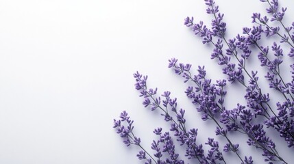 Lavender on Light Background