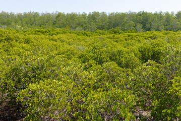 mangrove forest at Pran Buri Forest Park, Prachuap Khiri Khan, Thailand.