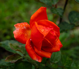 Rose in the morning dew.
Beauty and danger at the same time. If the dew drops do not evaporate, then, being lenses, they will focus sunlight on the petals and leave light spots on them.
