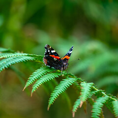 Red Admiral Butterfly (Vanessa atalanta) – Commonly found in North America and Europe