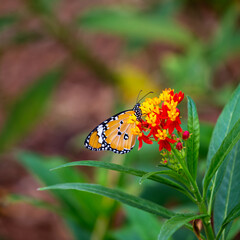 Plain Tiger Butterfly (Danaus chrysippus) – Commonly found in Africa and Asia