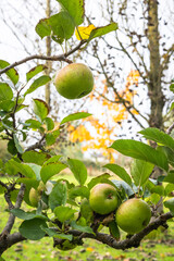 green apples growing on a tree in autumn