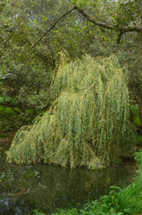 saule pleureur, salix babylonica,  Le Grand Cosquet, Locmaria, Belle Ile en Mer, région Bretagne, Morbihan, 56, France