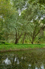 saule marsault, salix caprea, jardin La Boulaye, Le Grand Cosquet, Locmaria, Belle Ile en Mer, région Bretagne, Morbihan, 56, France