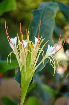 gingembre des rochers, hedychium ellipticum