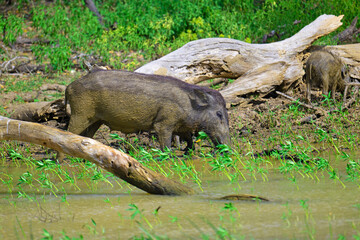 Muddy wild boar, at the waterhole.
