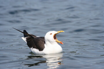 seagull on the beach