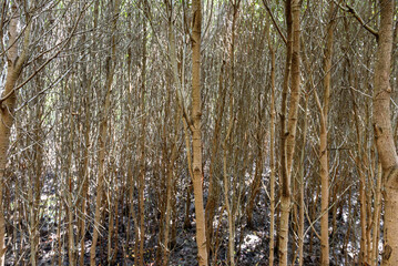 Fototapeta premium mangrove forest at Pran Buri Forest Park, Prachuap Khiri Khan, Thailand.
